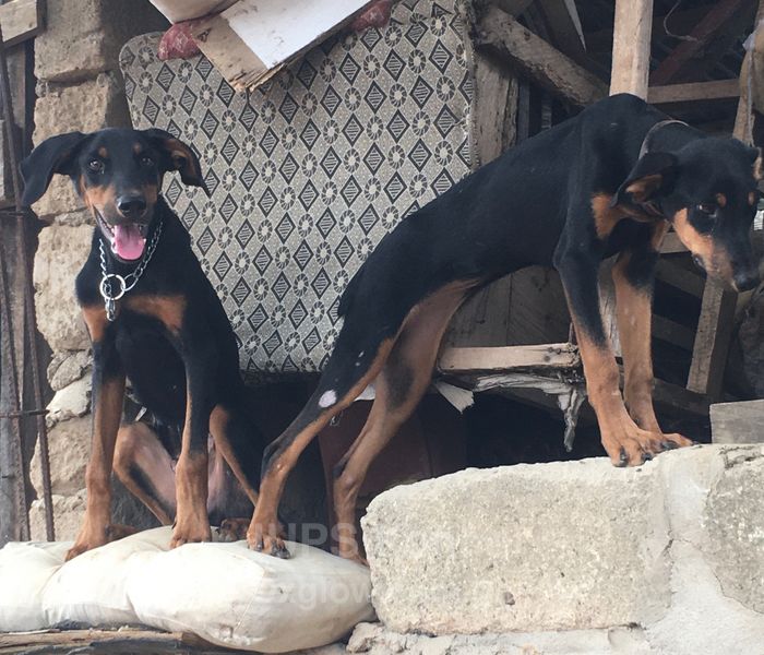 Doberman Pincher 